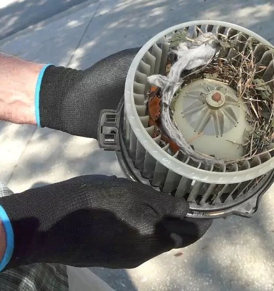 About Air Duct Mice Removal in Beaumont, TX